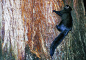Sciurus carolinensis